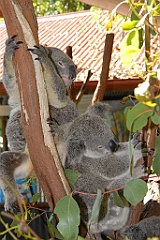 0744 Kuranda Koala Gardens